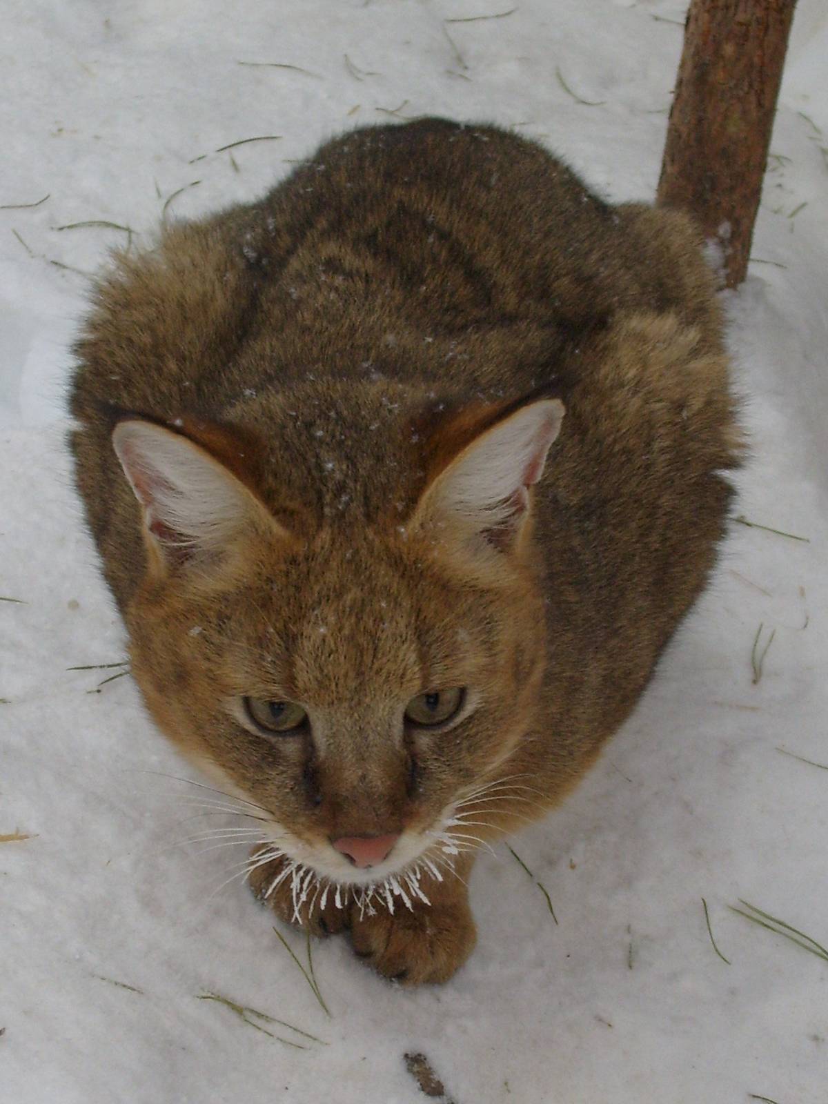 Jungle cat/Felis chaus