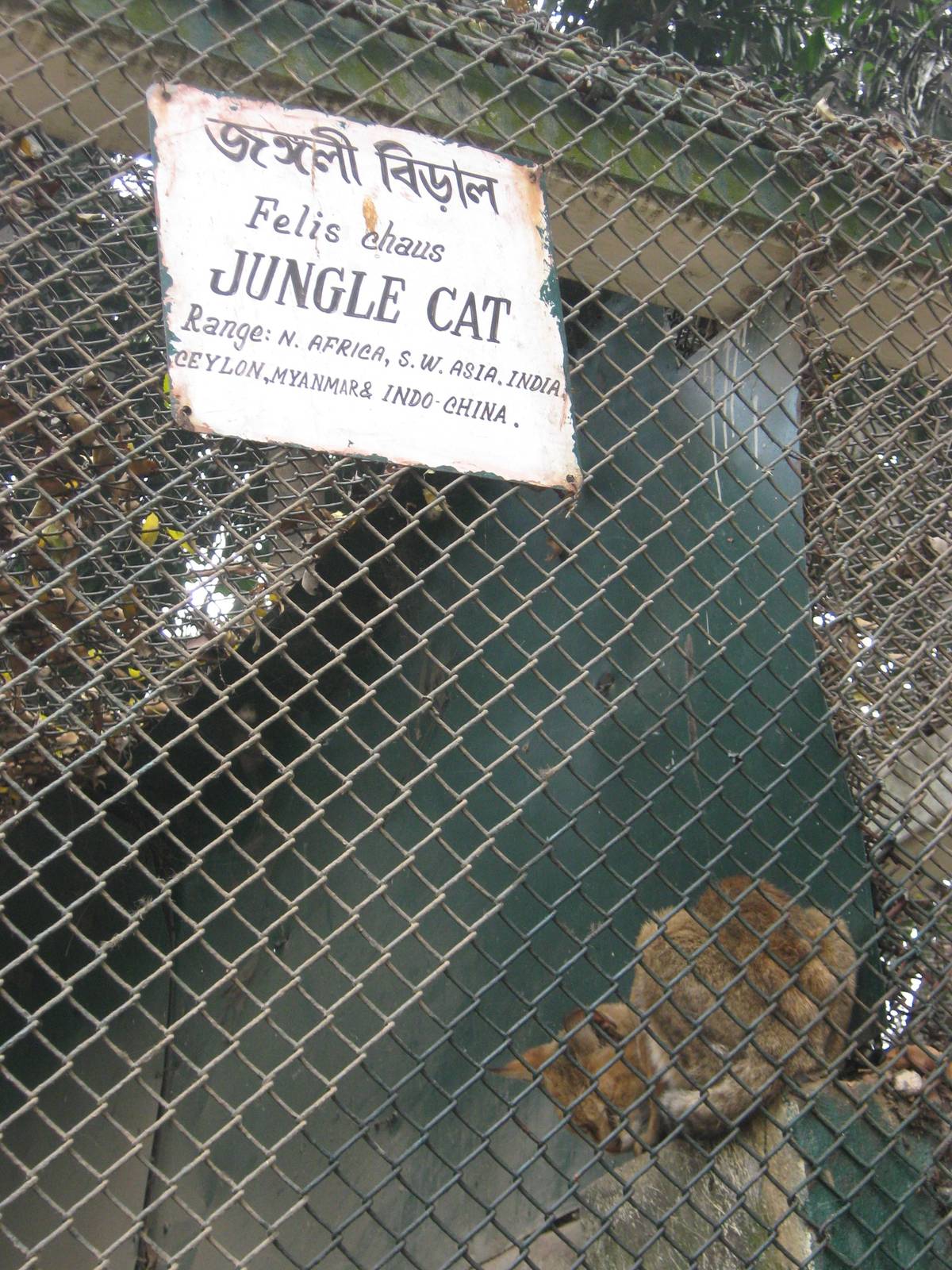 jungle cat (Felis chaus)