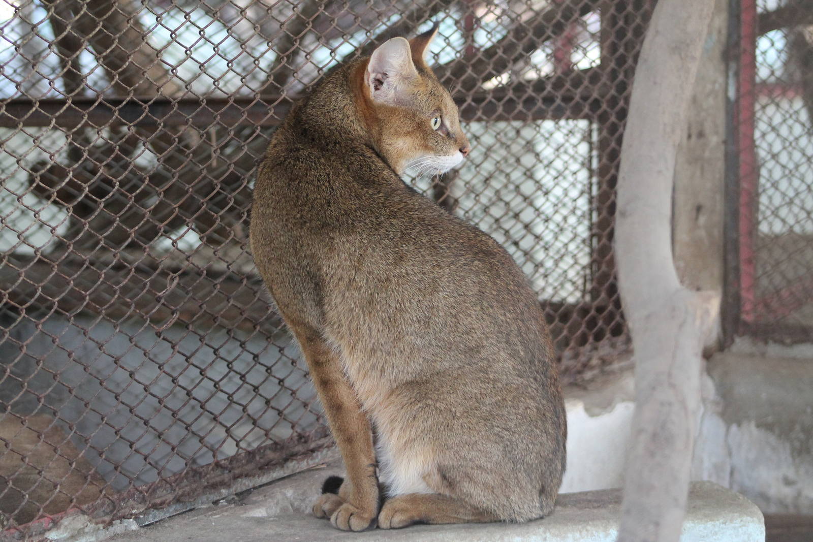 Jungle Cat (Felis chaus)
