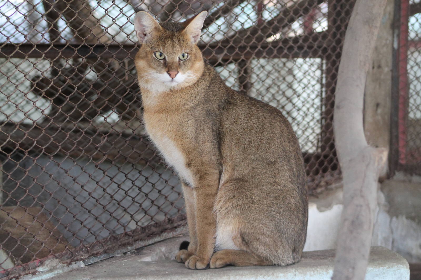 Jungle Cat (Felis chaus)