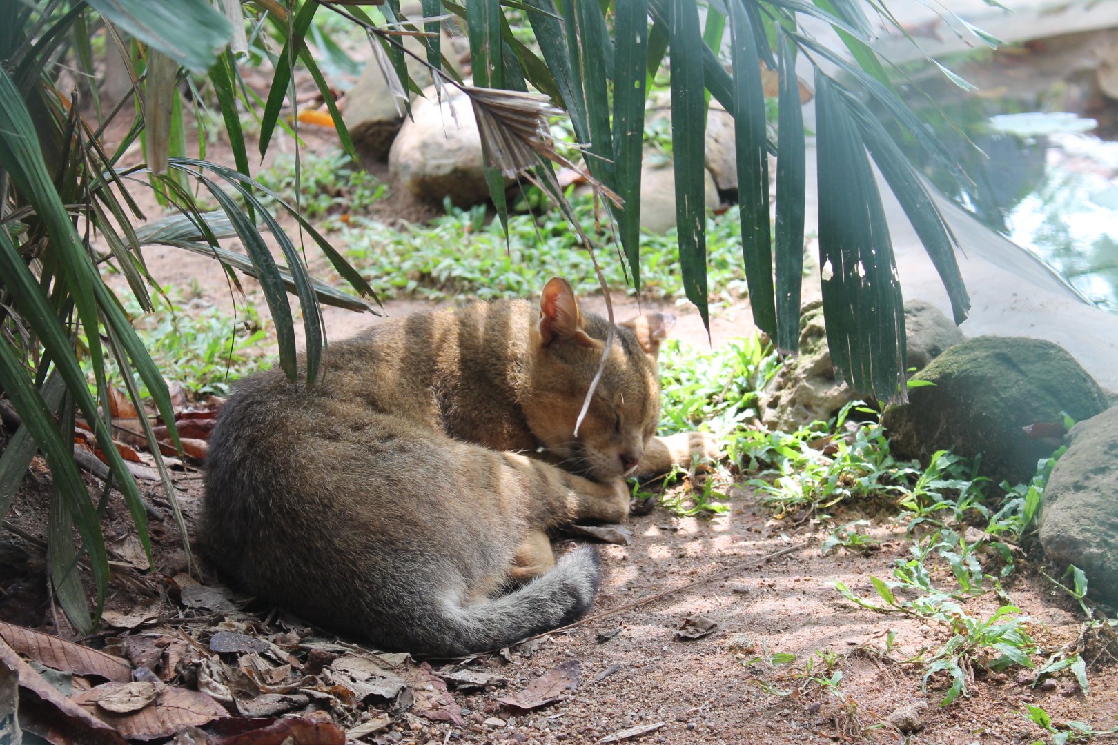 Jungle Cat (Felis chaus)