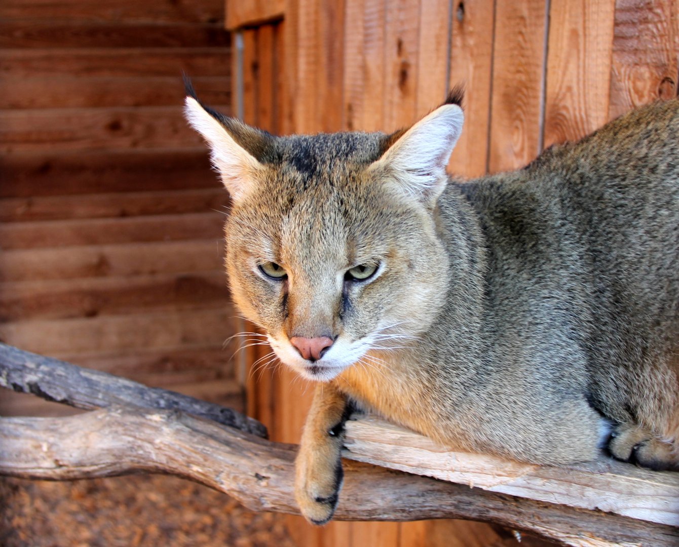 jungle cat (Felis chaus)
