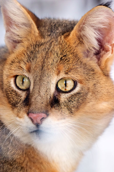 Jungle cat (Felis chaus)