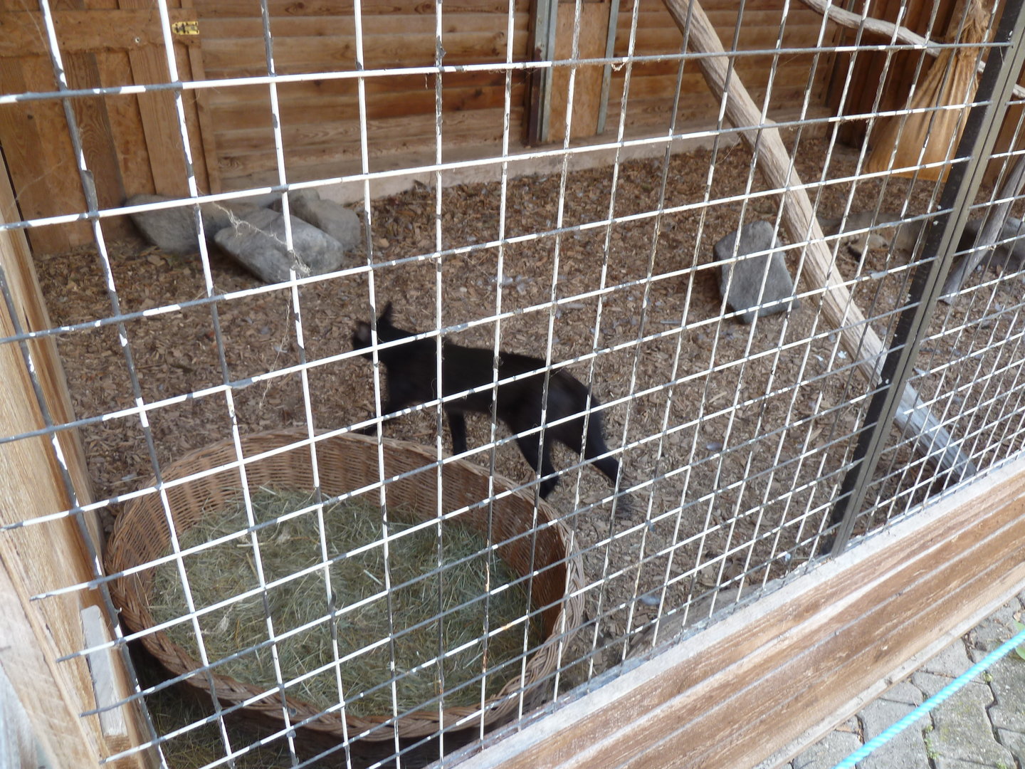 Jungle cat - Felis chaus