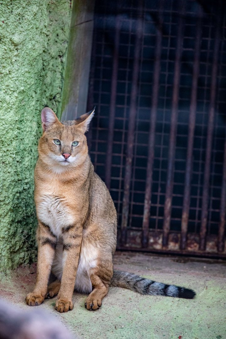 Jungle Cat (Felis chaus)