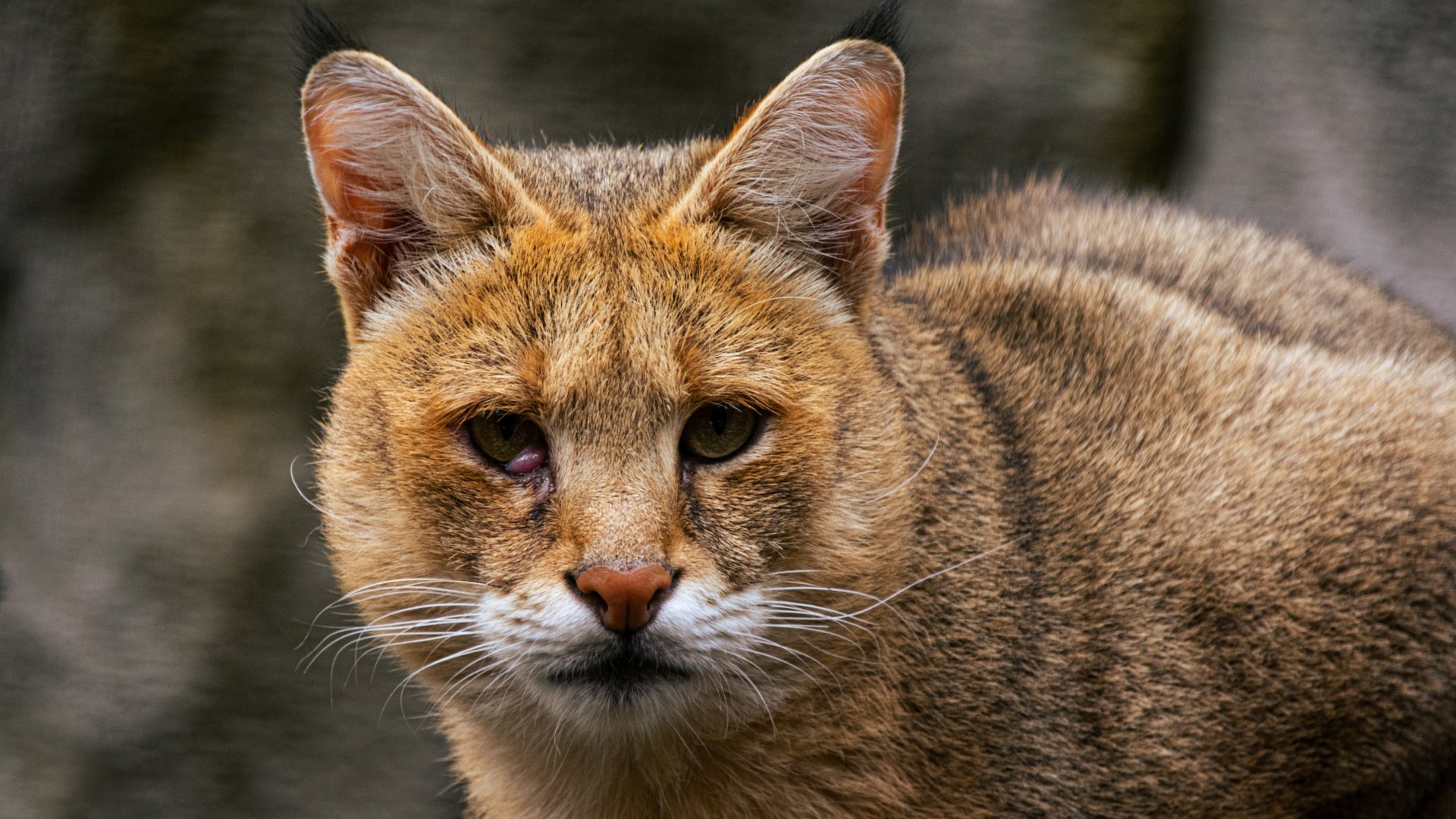 Jungle cat (Felis chaus)