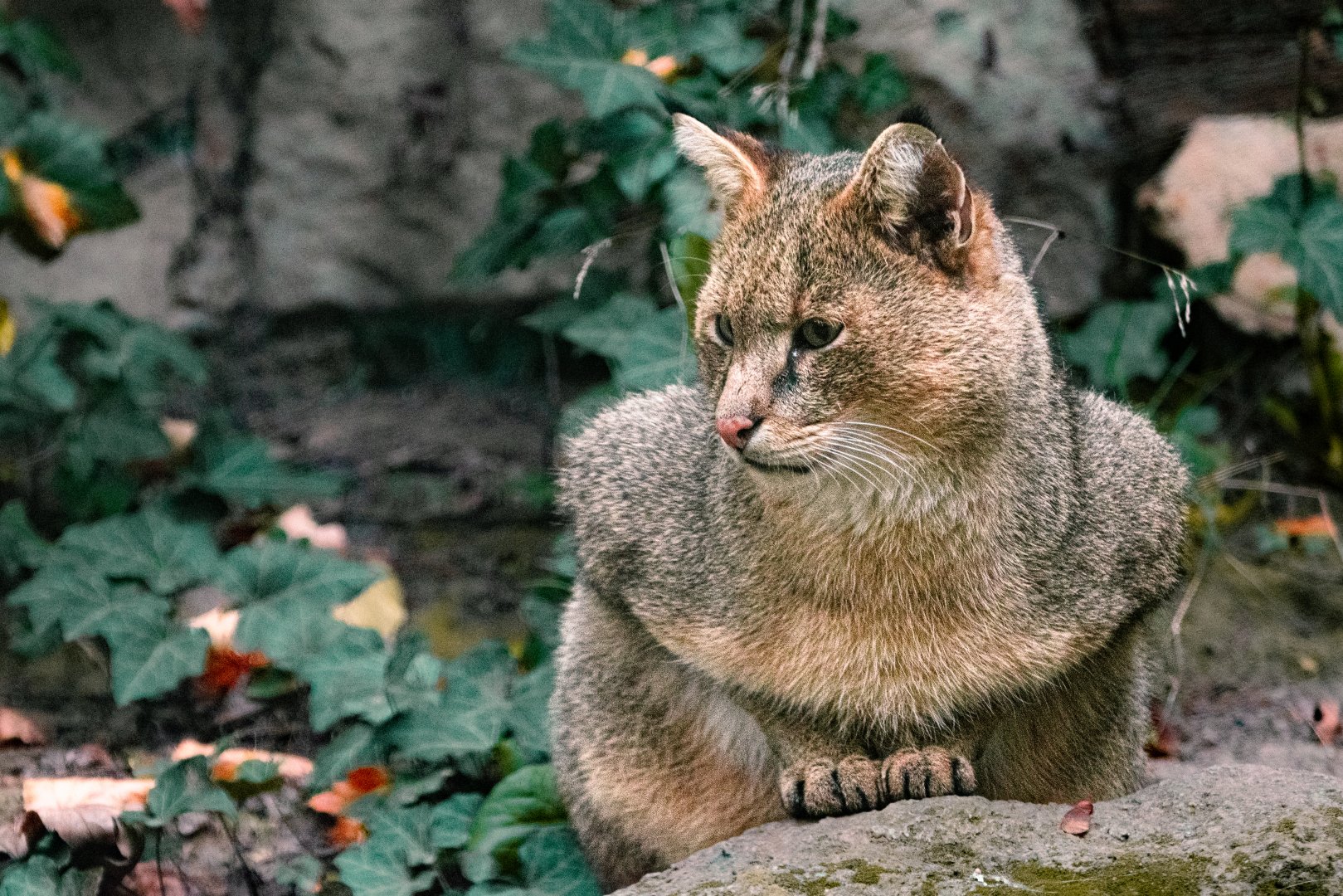 Jungle cat (Felis chaus)