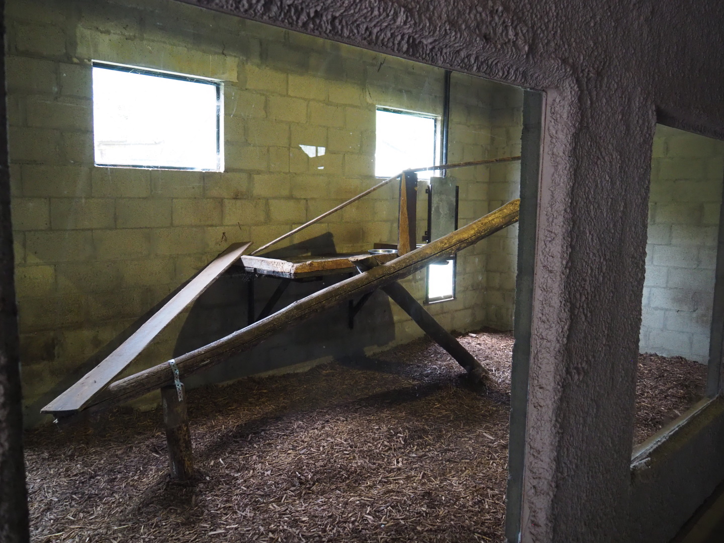 Jungle cat indoor exhibit, 2021-06-15