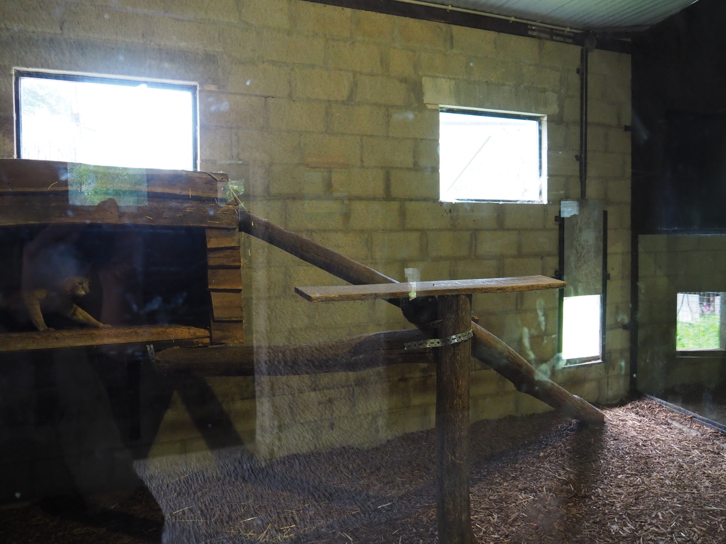 Jungle cat indoor exhibit, 2021-06-15