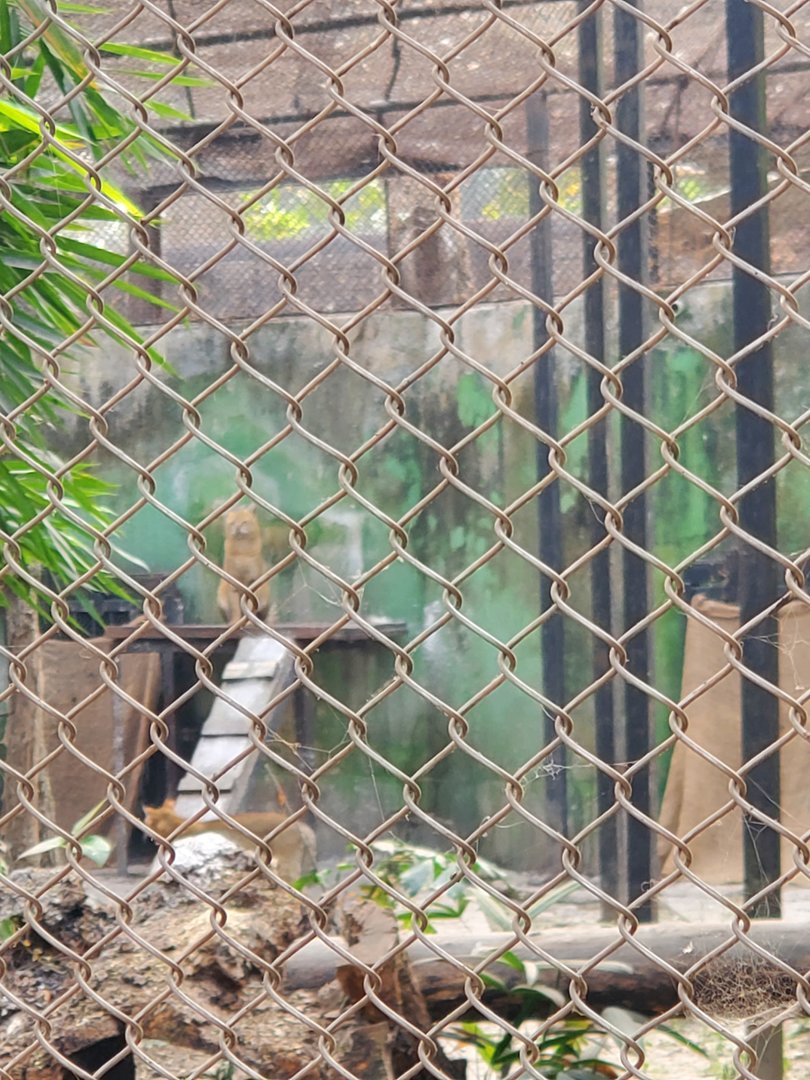 Jungle Cat - January 2023