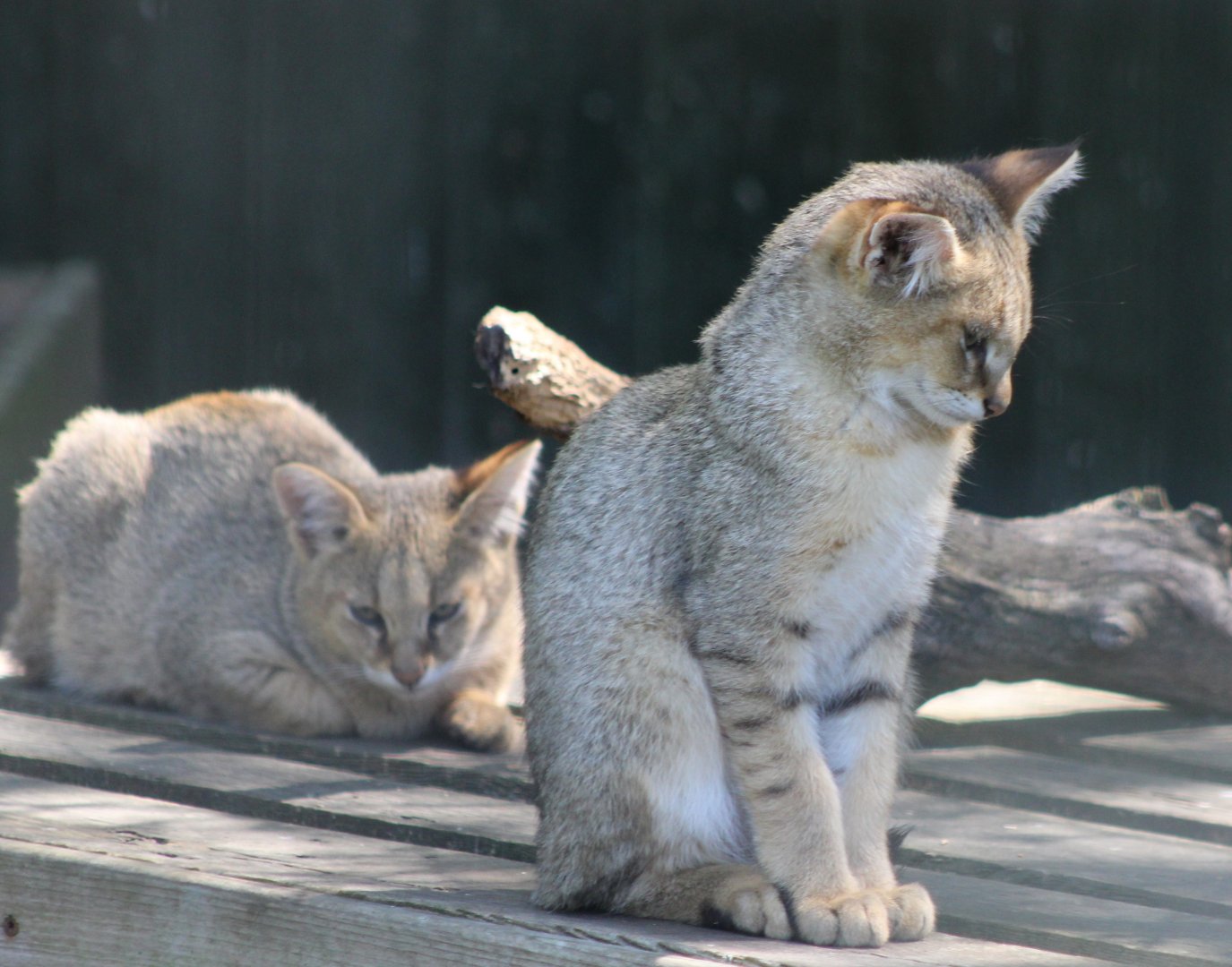 Jungle cat - juveniles
