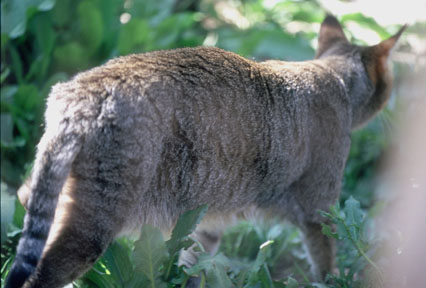 jungle cat, Shambala