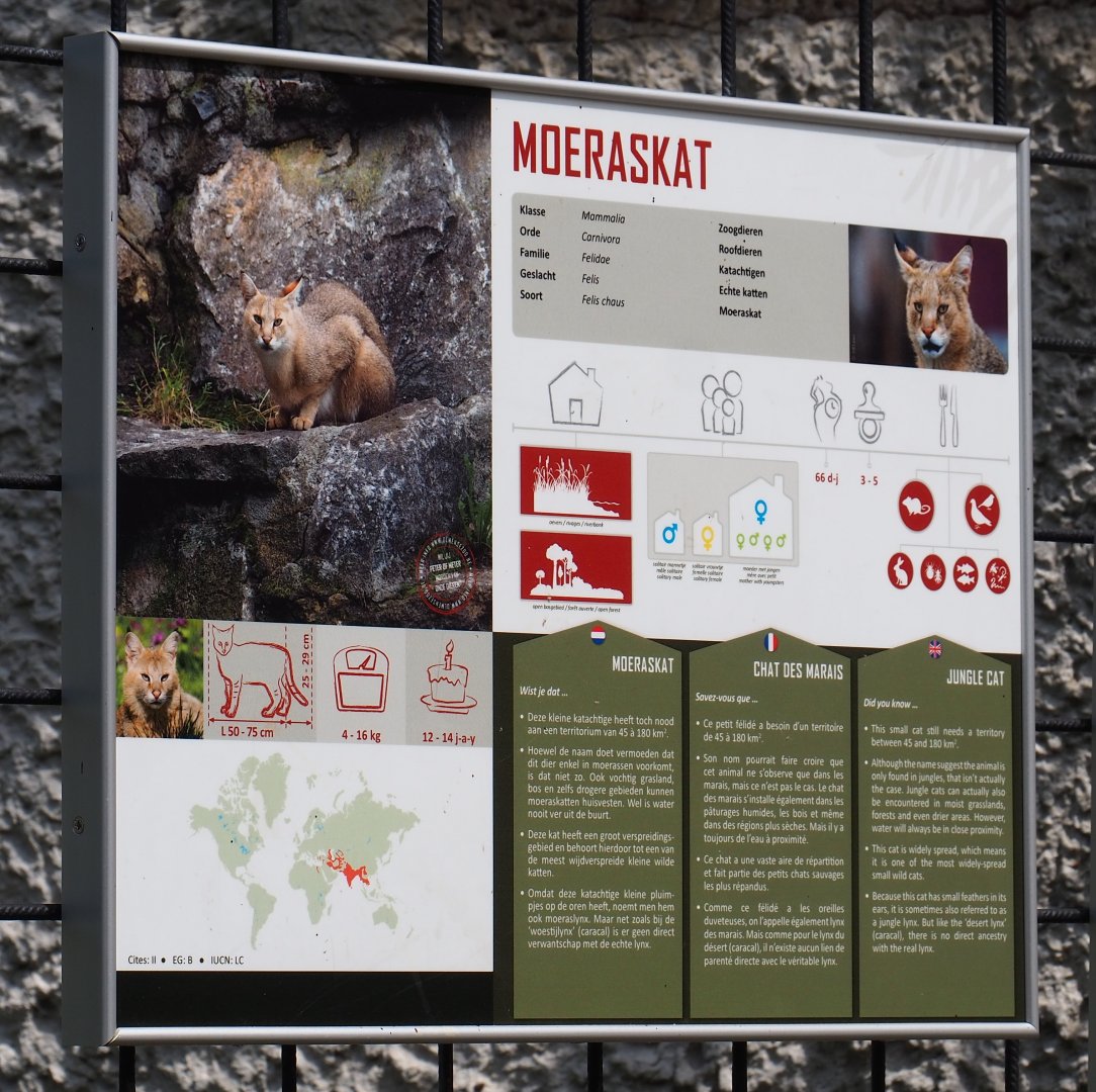 Jungle cat signage, 2021-06-15