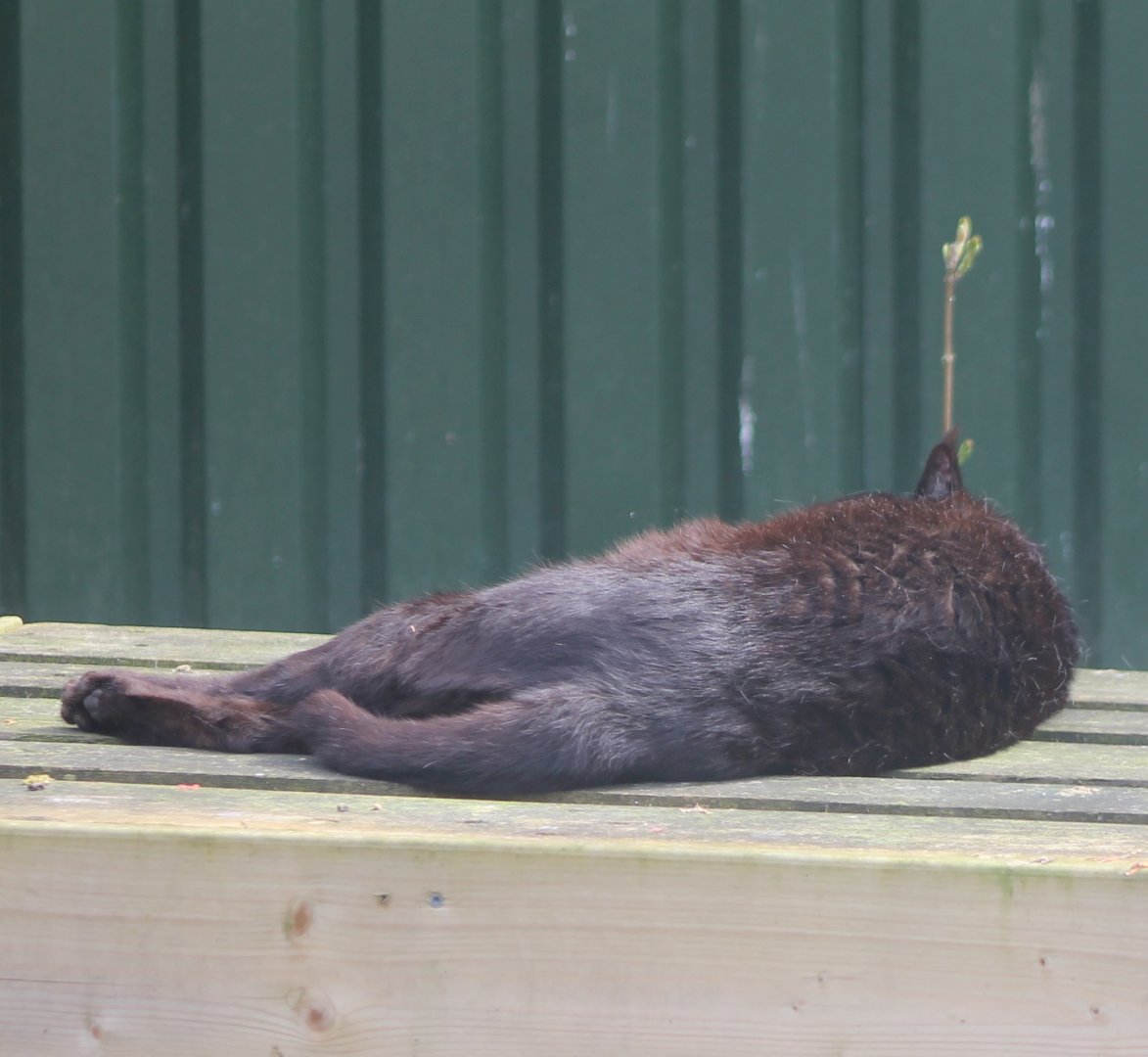 Jungle cat .... sleeping :(