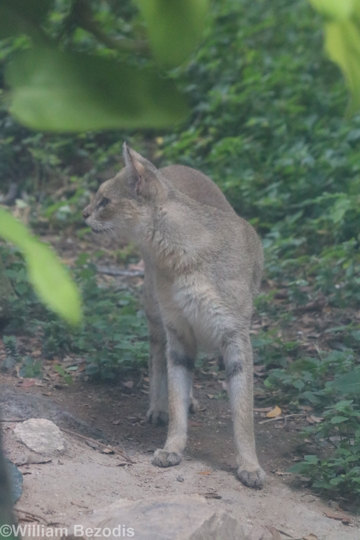 Jungle Cat subspecies fulvidina