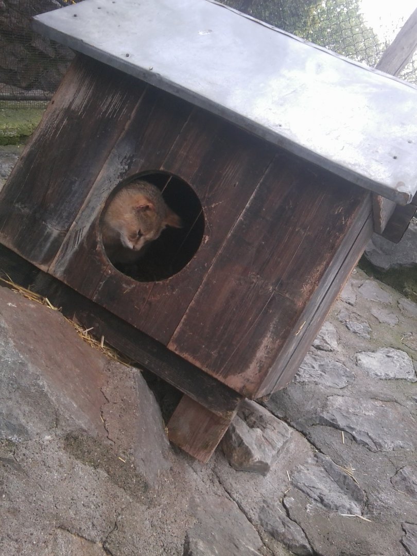 Jungle cat (swamp lynx)