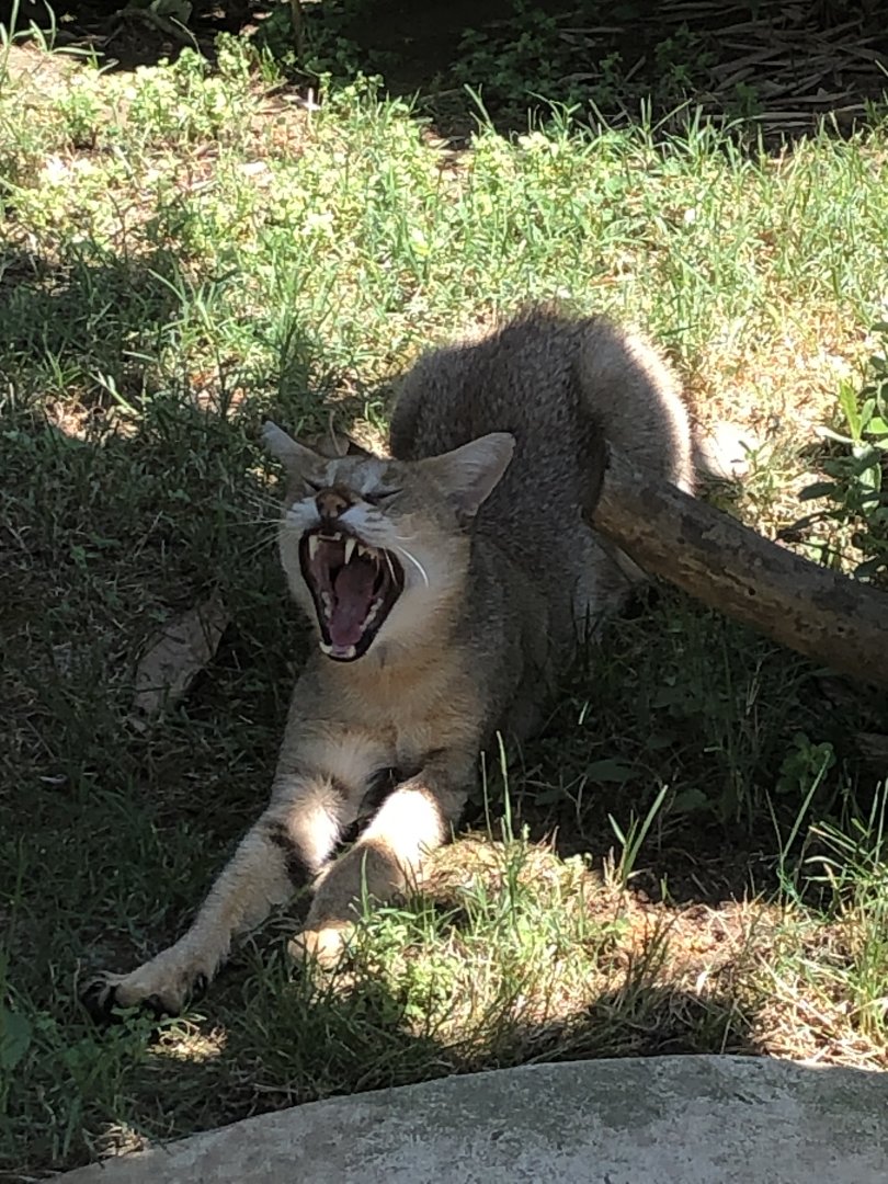 Jungle Cat taking a strech
