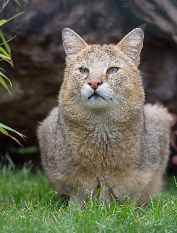 Jungle cat : WHF Big Cat Sanctuary : 04 May 2017