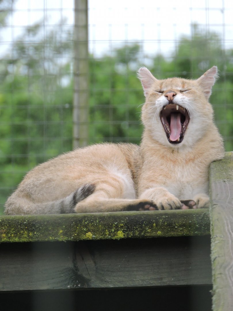 Jungle Cat Yawn