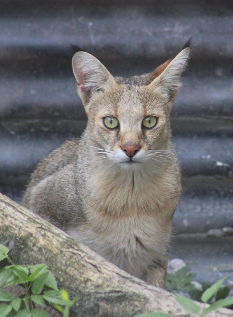 Jungle cat
