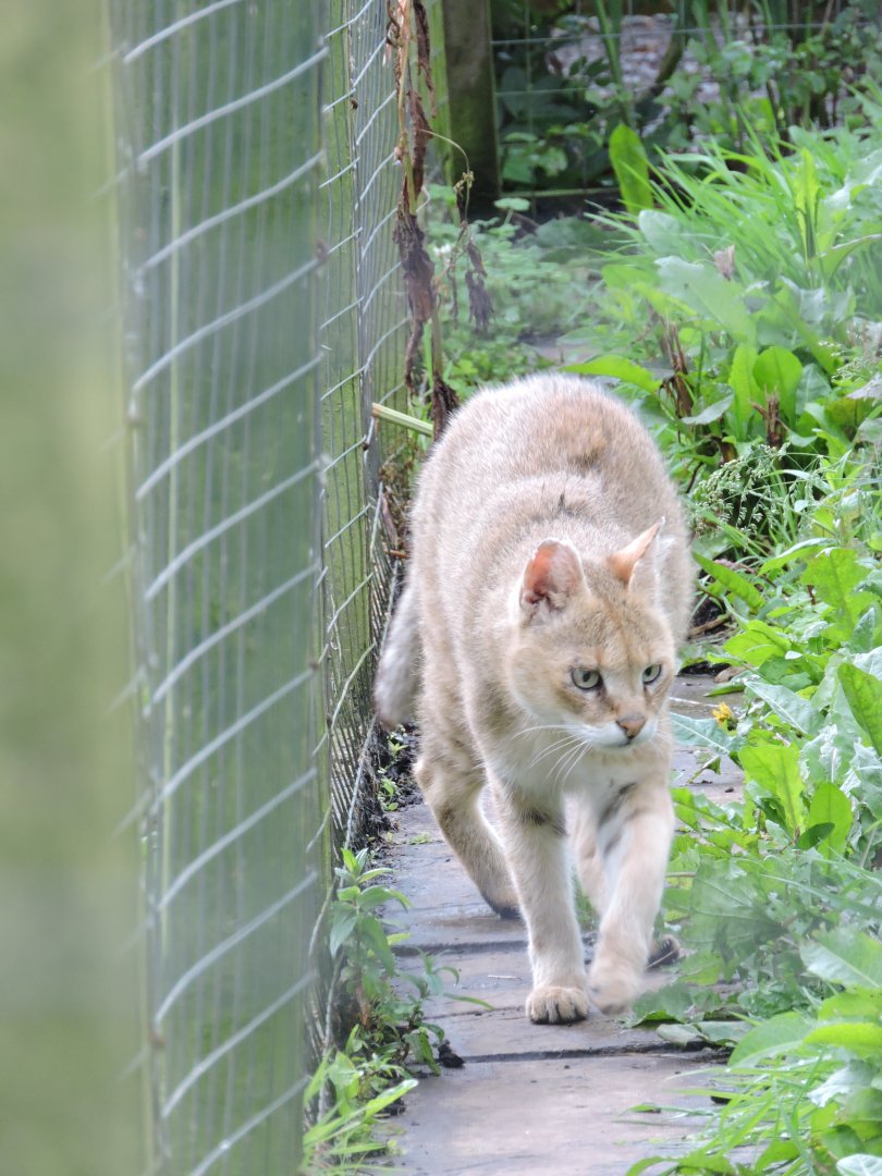 Jungle Cat