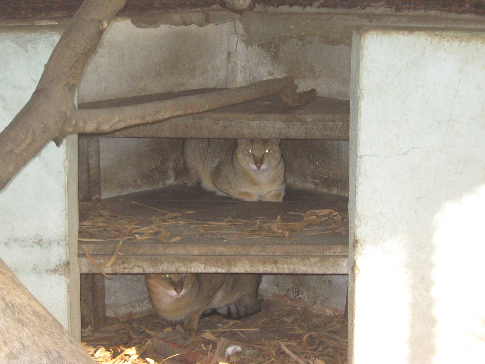 Jungle Cats (Felis chaus)