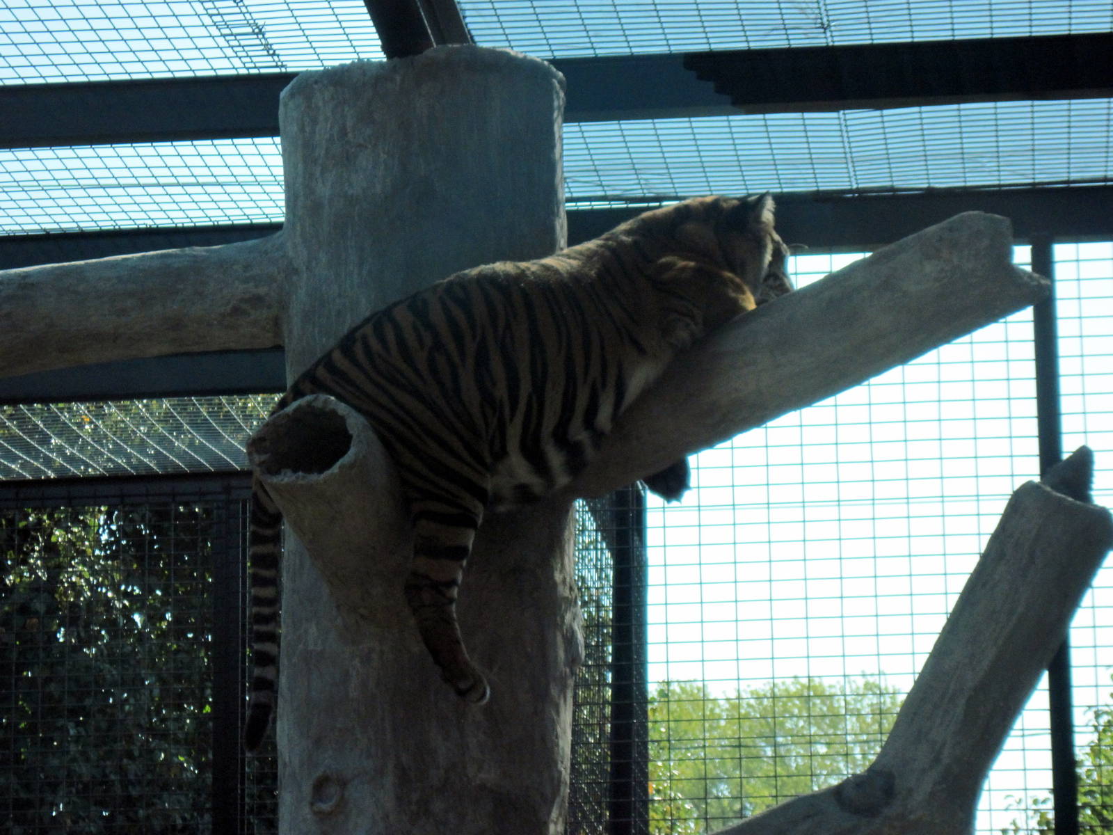 Jungle Cats-Sumatran Tiger