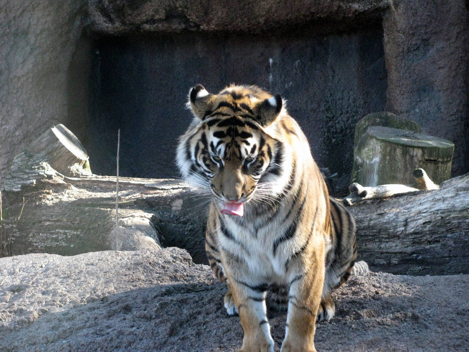 Jungle Cats-Sumatran Tiger