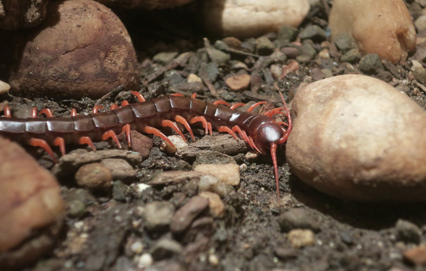 Jungle Centipede (Scolopendra subspinipes)