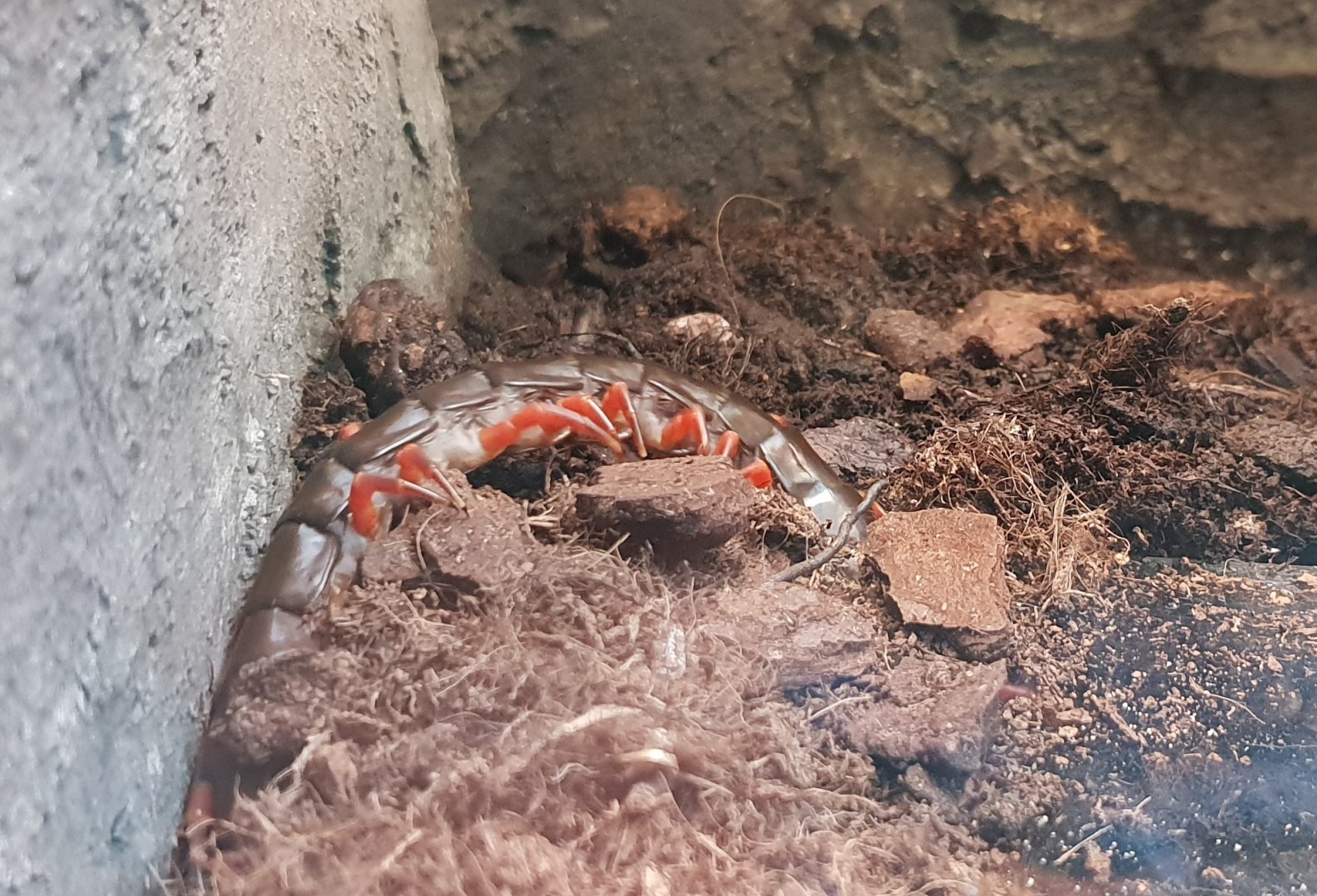 Jungle centipede - Scolopondra subspinipes