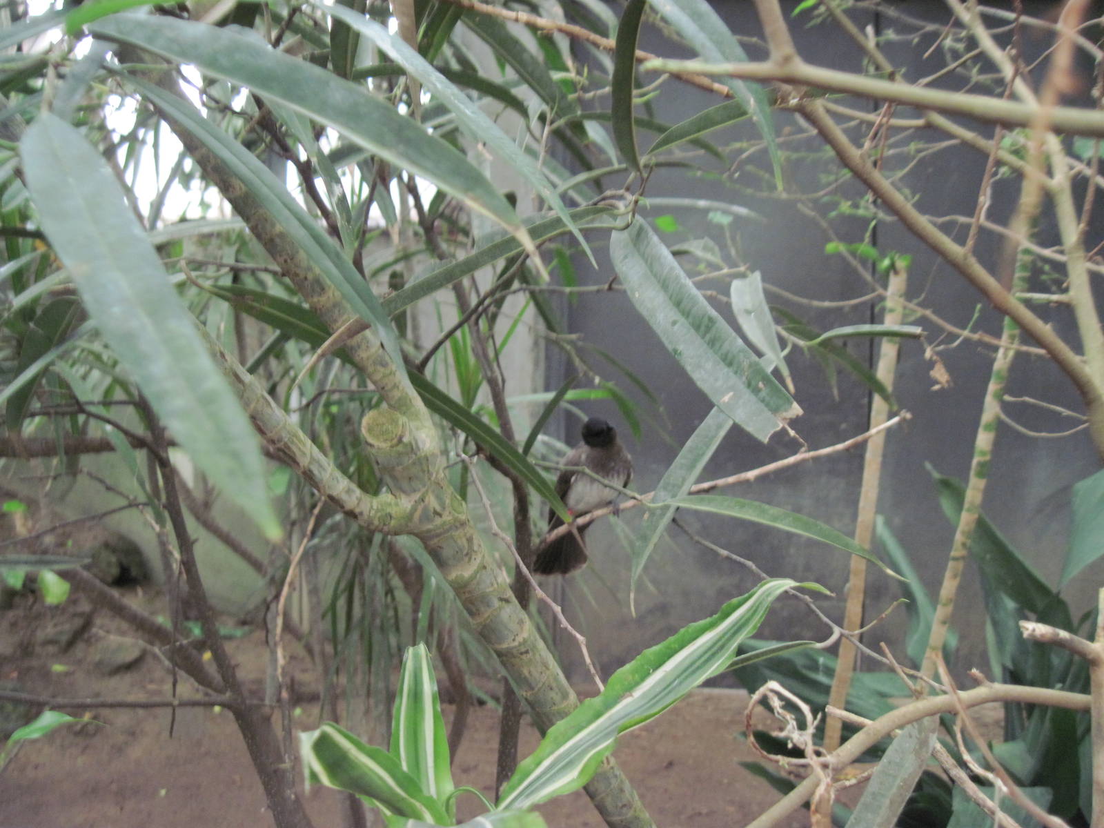 Jungle-Common Bulbul