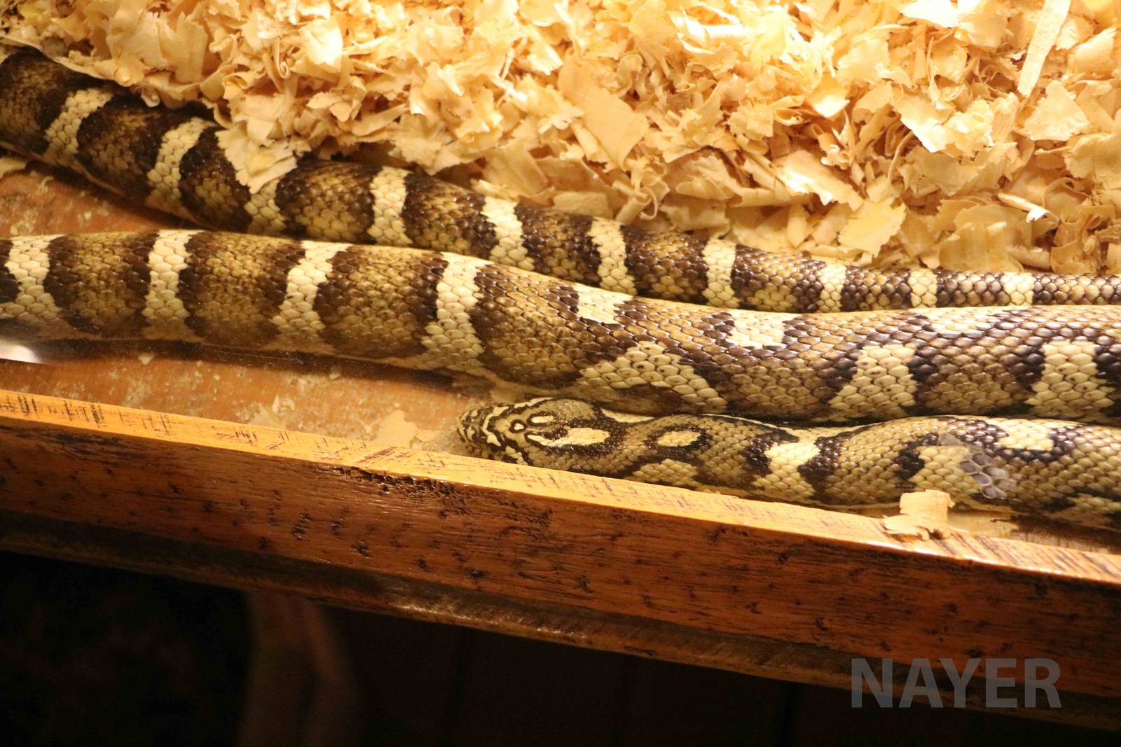 Jungle corn snake (an intergeneric hybrid) - Mendoza Serpentarium ('Centro