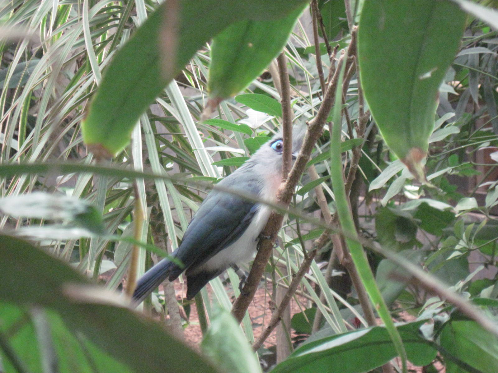 Jungle-Crested Coua