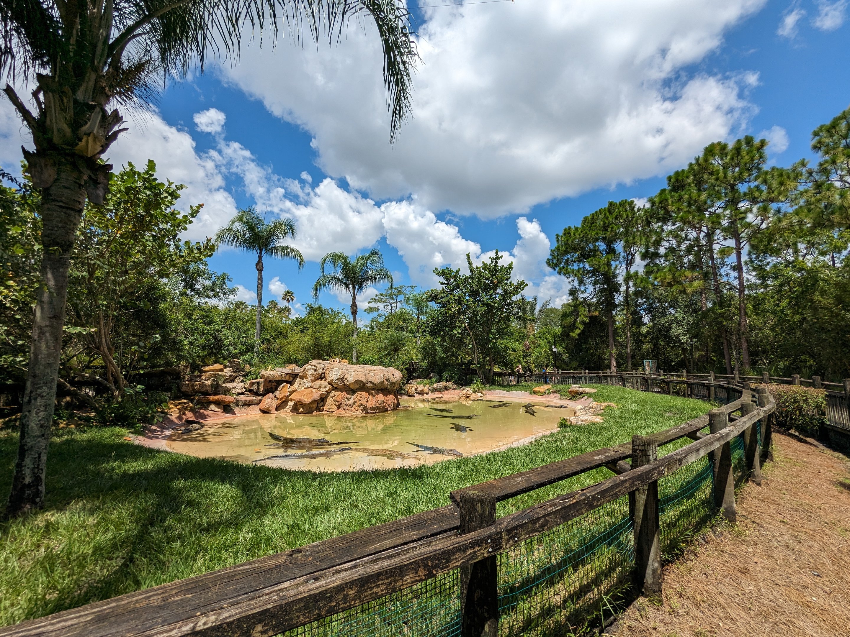 Jungle Crocs of the World - American Alligators