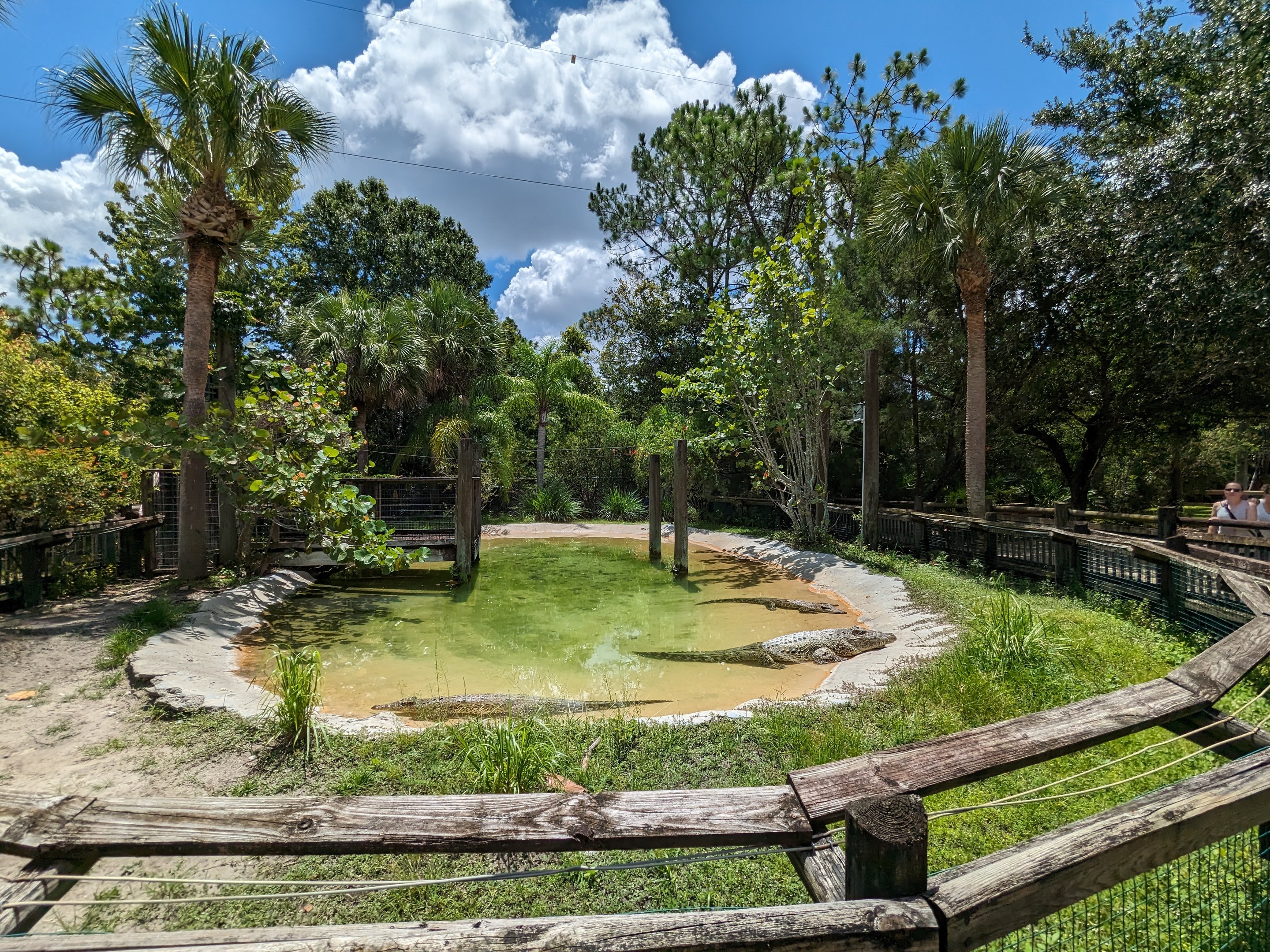 Jungle Crocs of the World -  Cuban crocodiles