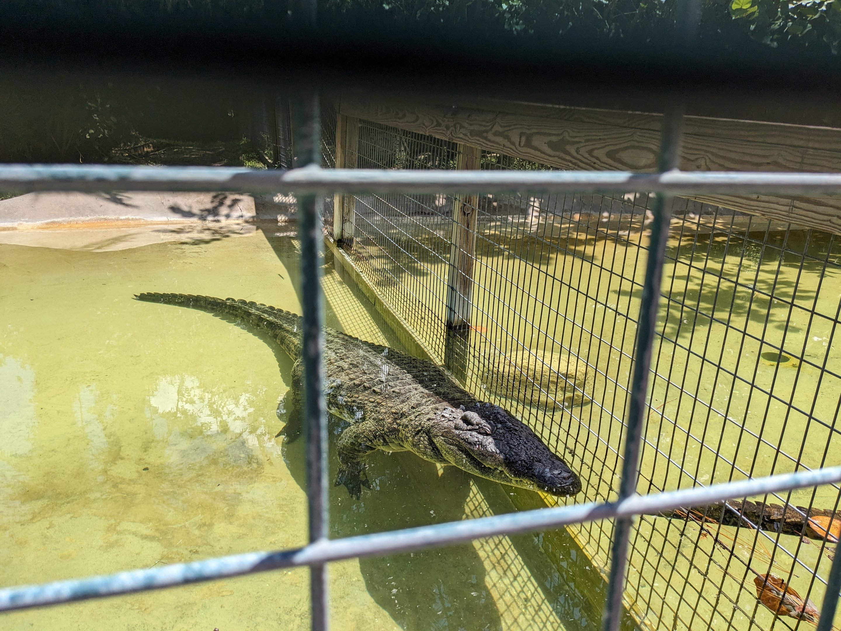 Jungle Crocs of the World  - Nile crocodiles