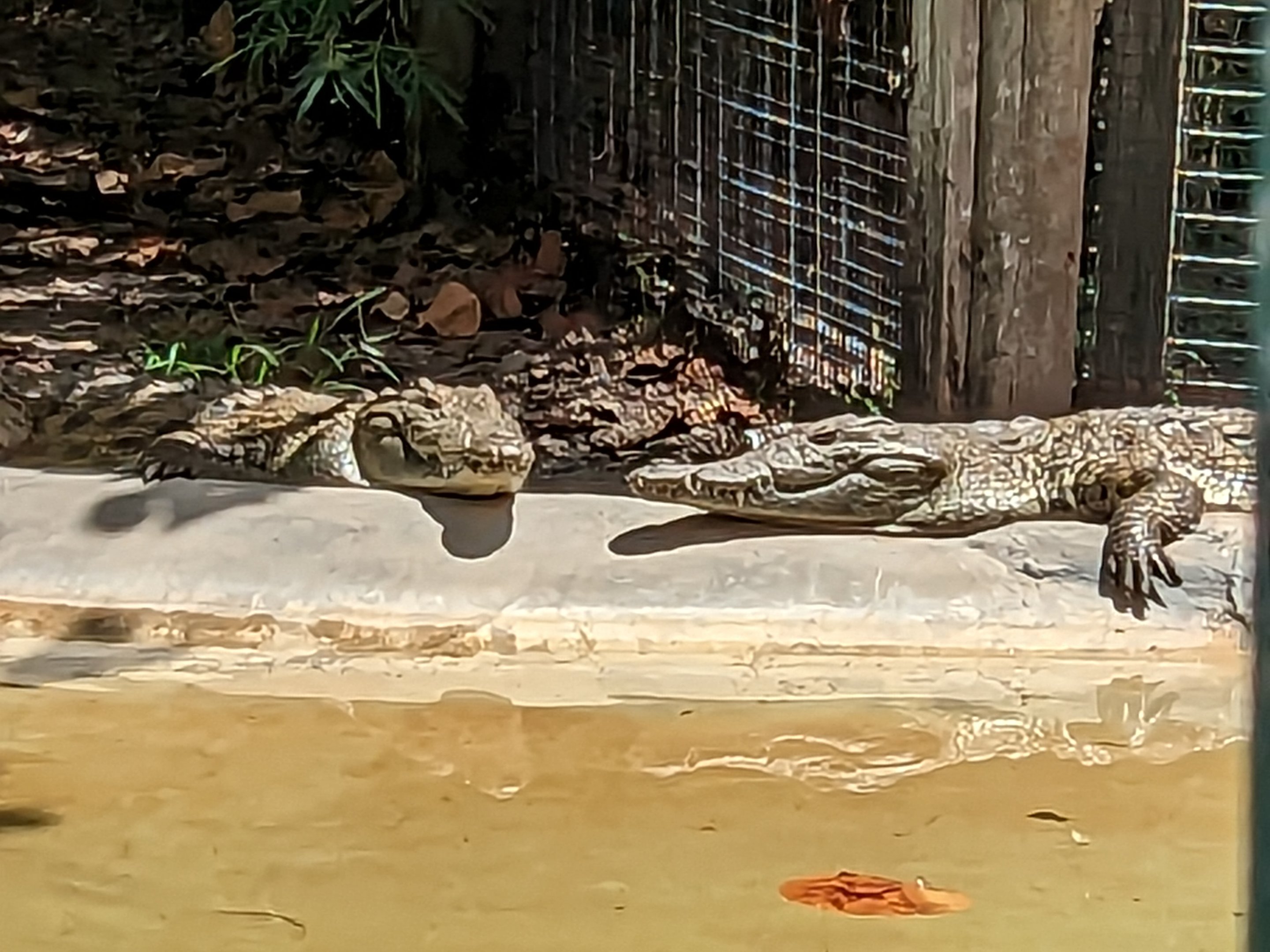 Jungle Crocs of the World  - Nile crocodiles