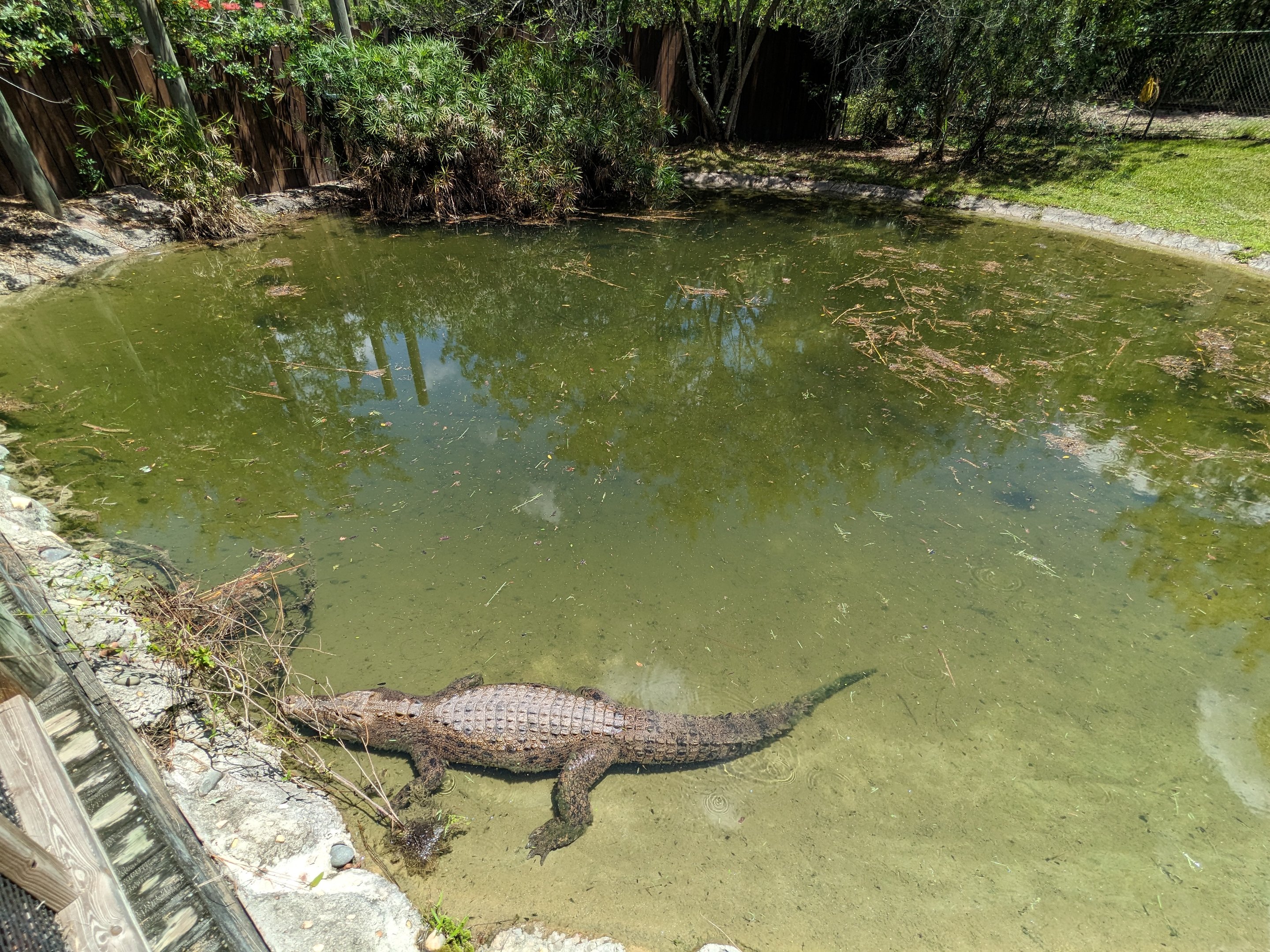 Jungle Crocs of the World  - Salt water crocodile