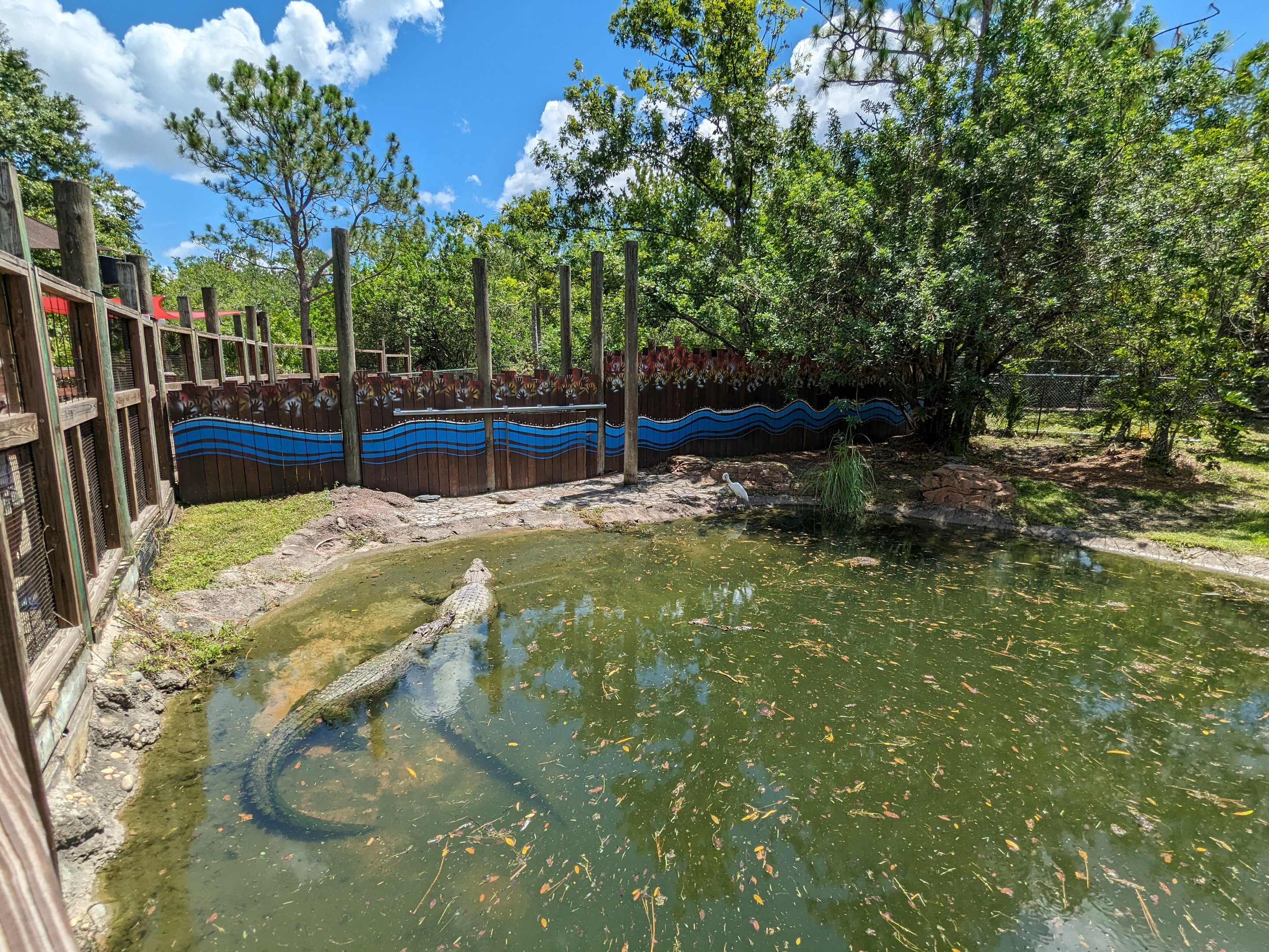 Jungle Crocs of the World  - Salt water crocodile