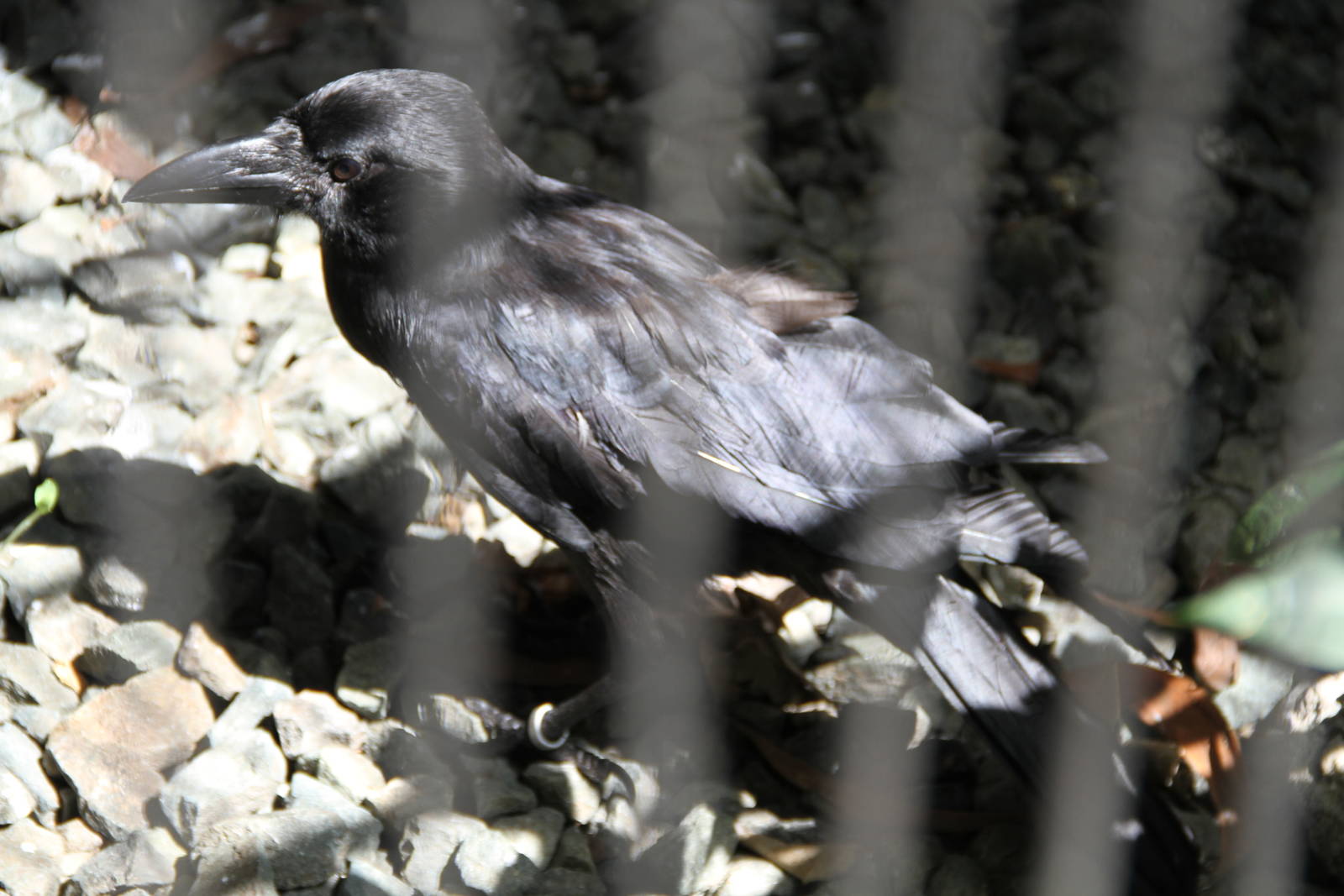 Jungle Crow (Corvus macrorhynchos)