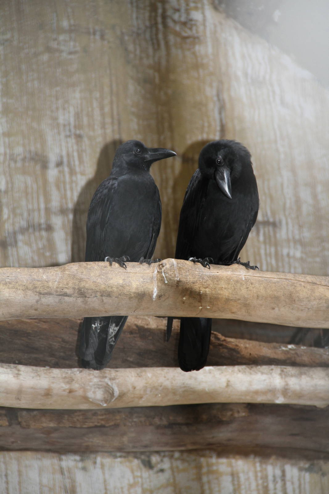 Jungle Crow (Corvus macrorhynchos)