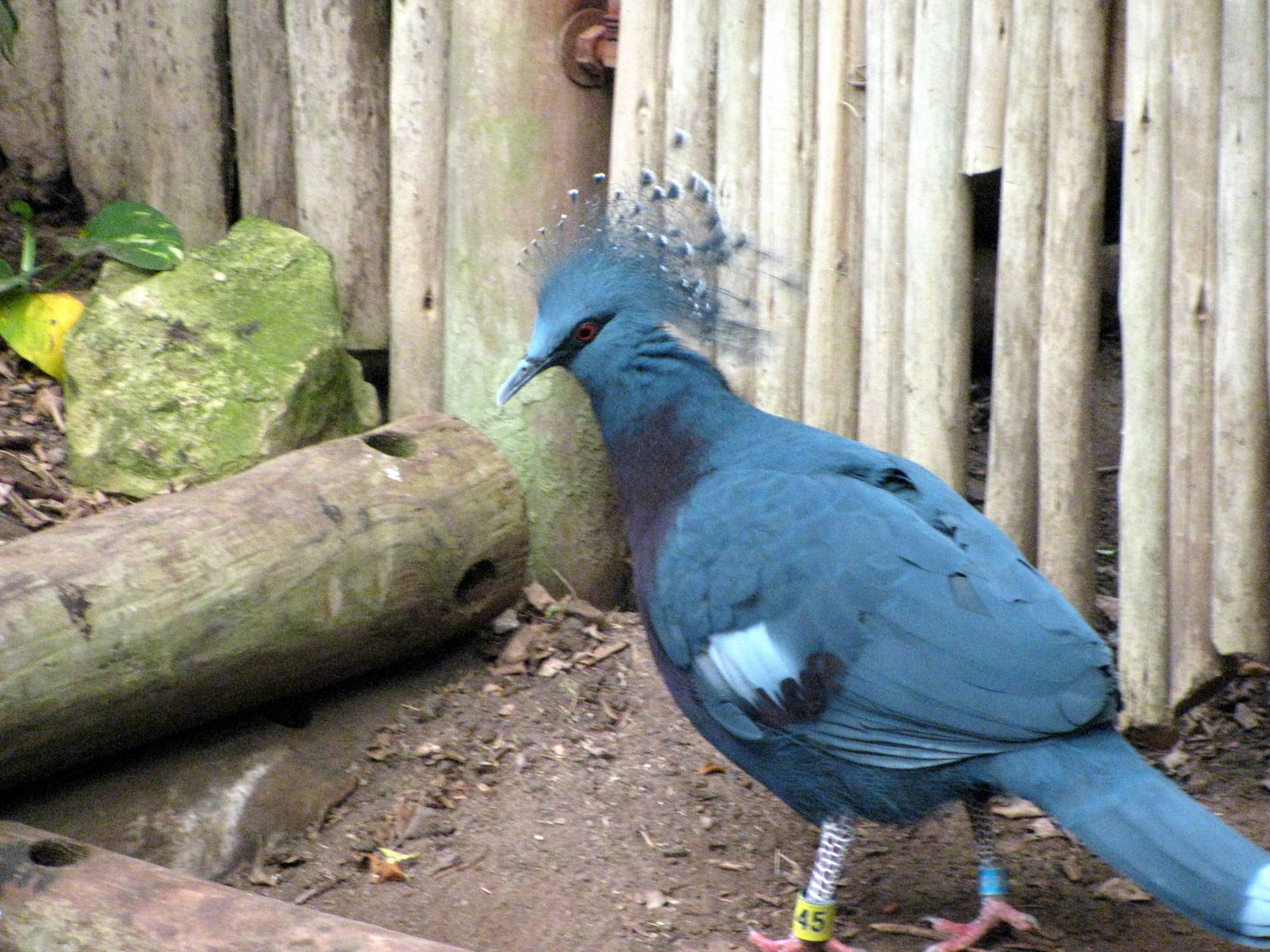 Jungle-Crowned Pigeon
