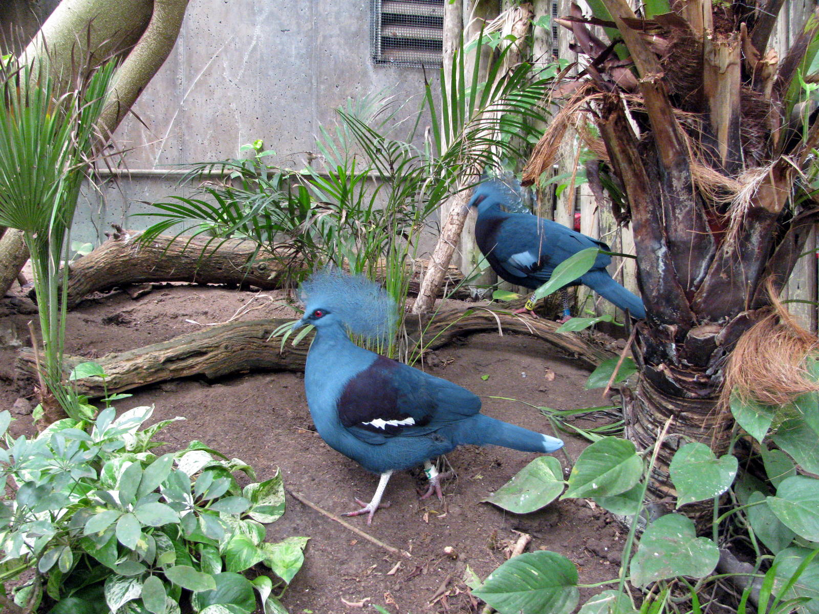 Jungle-Crowned Pigeons