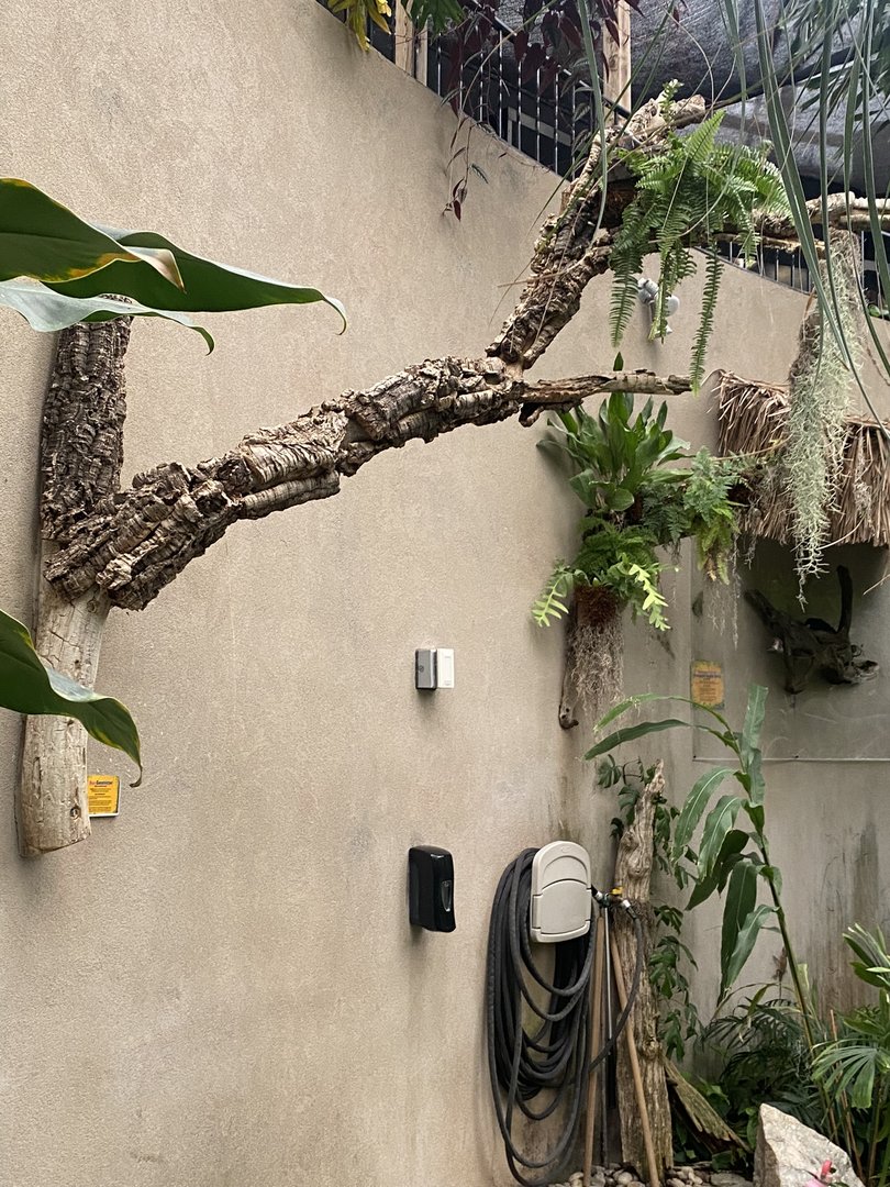 Jungle Dome - Boa Constrictor Branch