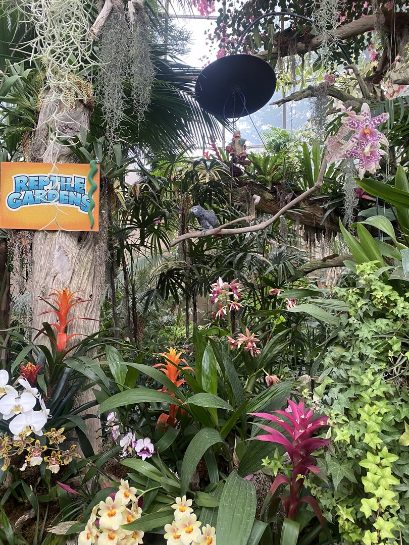 Jungle Dome - Entrance + African Grey Parrot Perch