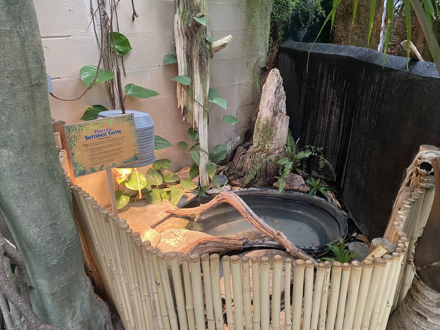 Jungle Dome - Florida Softshell Turtle Exhibit
