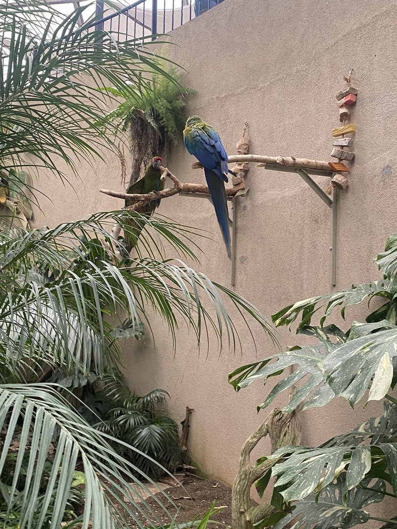 Jungle Dome - Military Macaw + Hybrid Macaw Perches