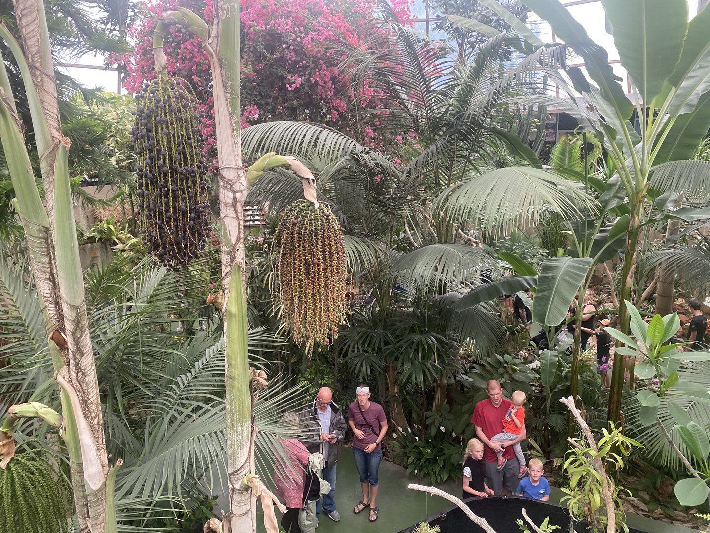 Jungle Dome - Overhead View