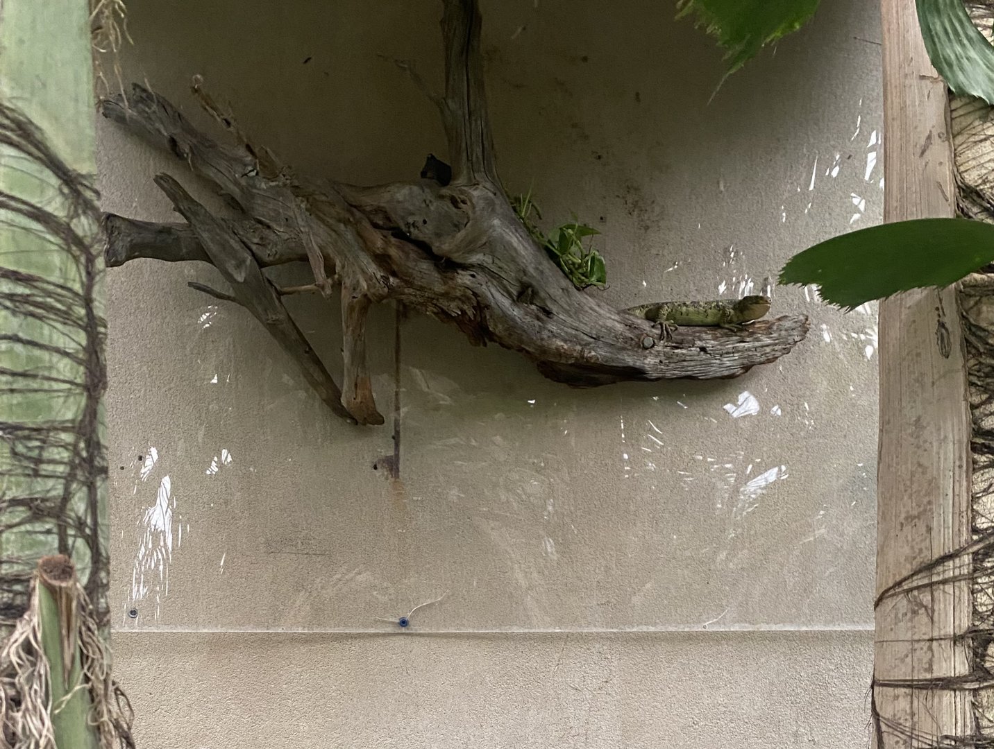 Jungle Dome - Prehensile-Tailed Skink Perch