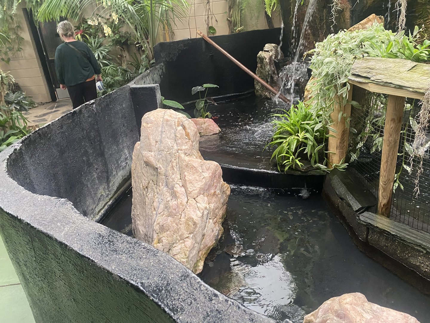 Jungle Dome - Roti Island Snake-Necked Turtle/Murray River Turtle Exhibit
